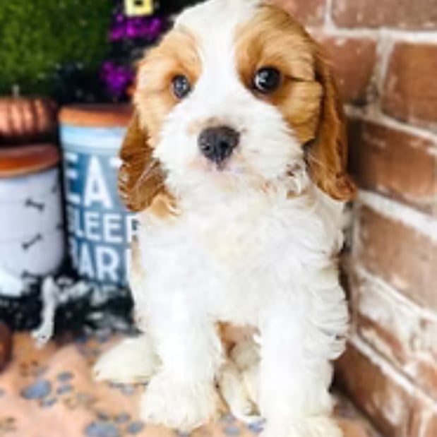 Images Puppies Direct