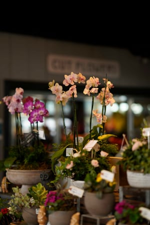 Images Mahoney's Garden Center