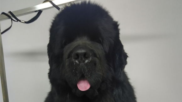 Images PetCare Happy Dog