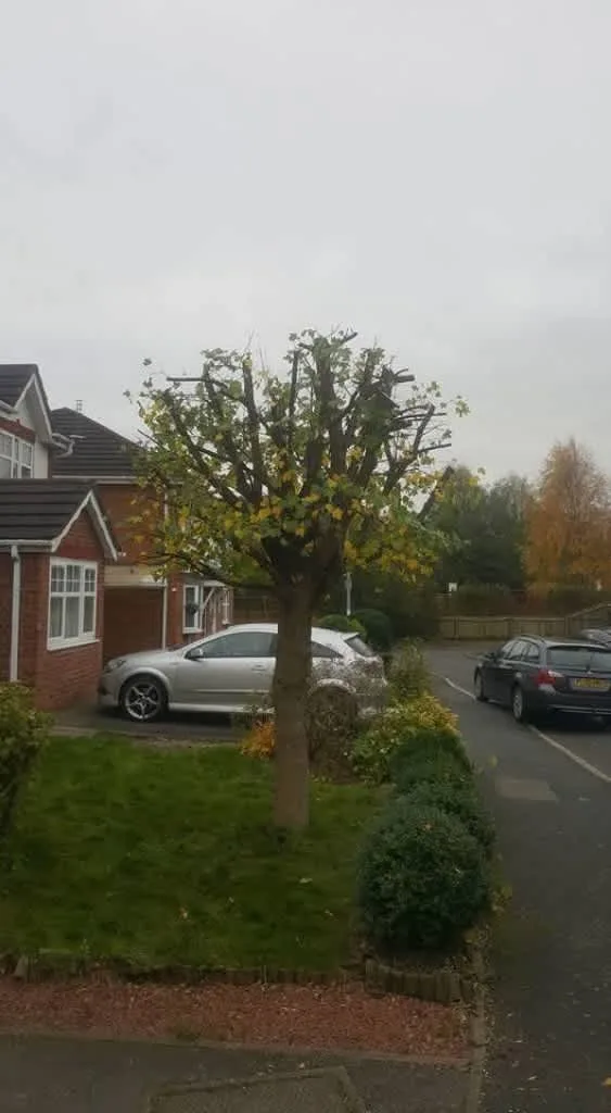 Images Star Fencing and Landscaping