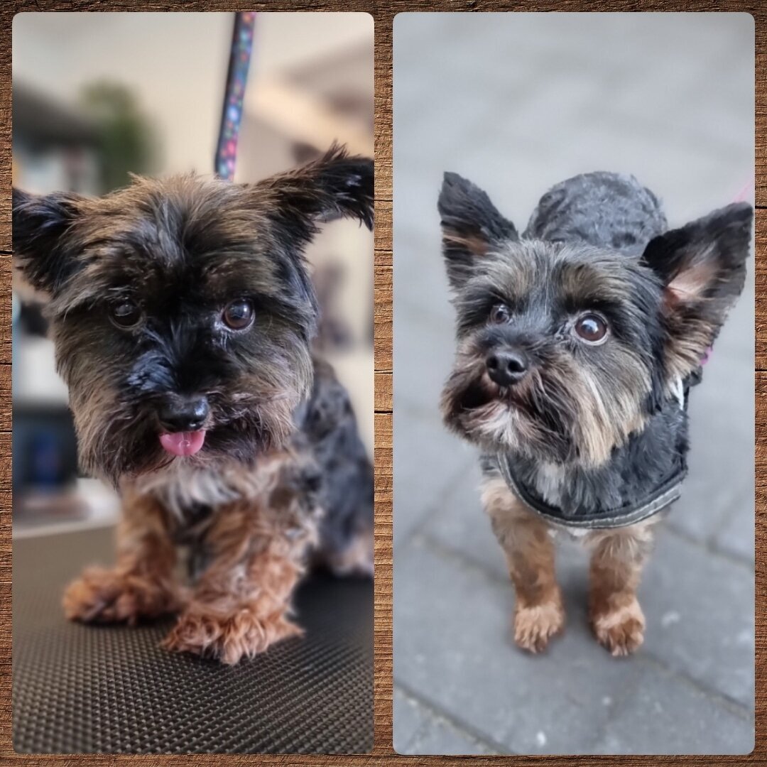 Mellys Hundesalon, Böwerweg 14 in Wittbek