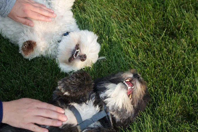 Images Tails Up Pet Care