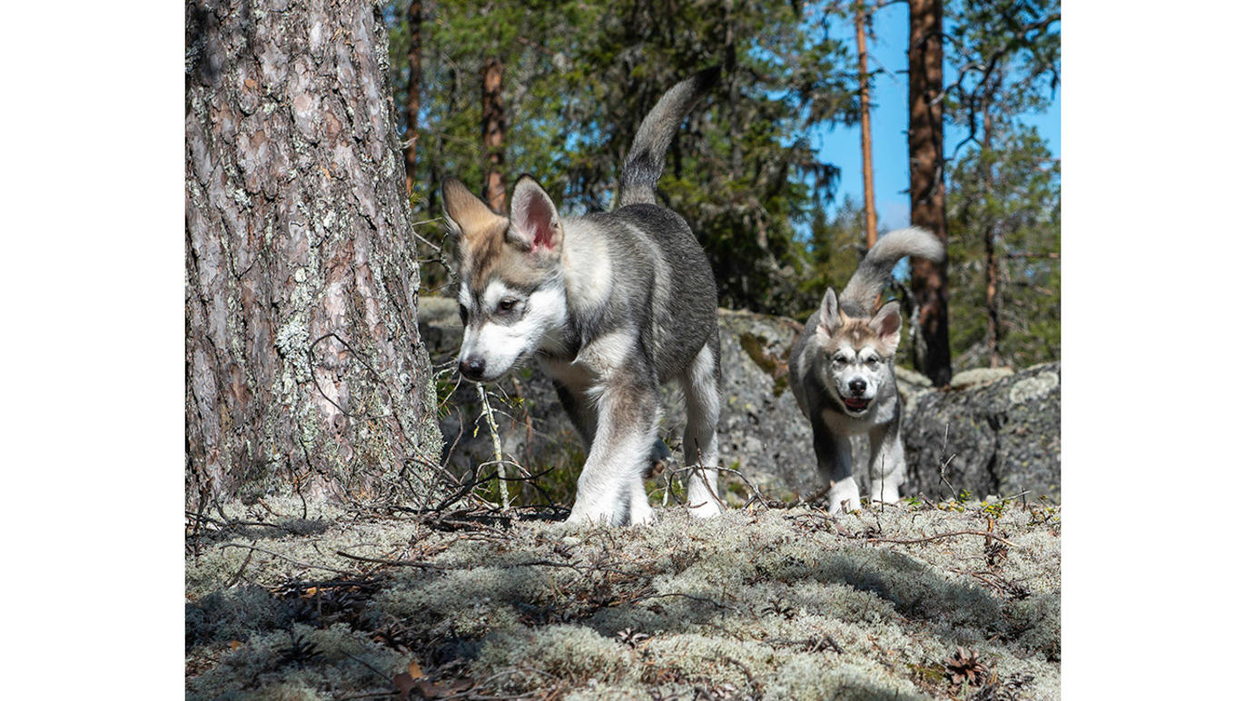 Images Dj Foto och Video - Fotograf Umeå