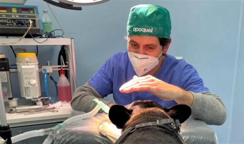 Images Clinica Veterinaria di Blasi