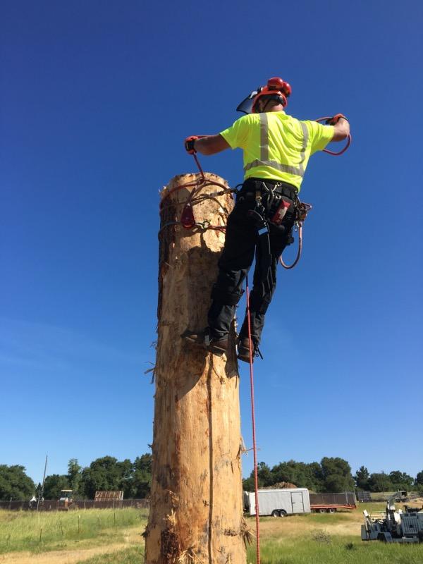 Sierra Arbor Works Photo