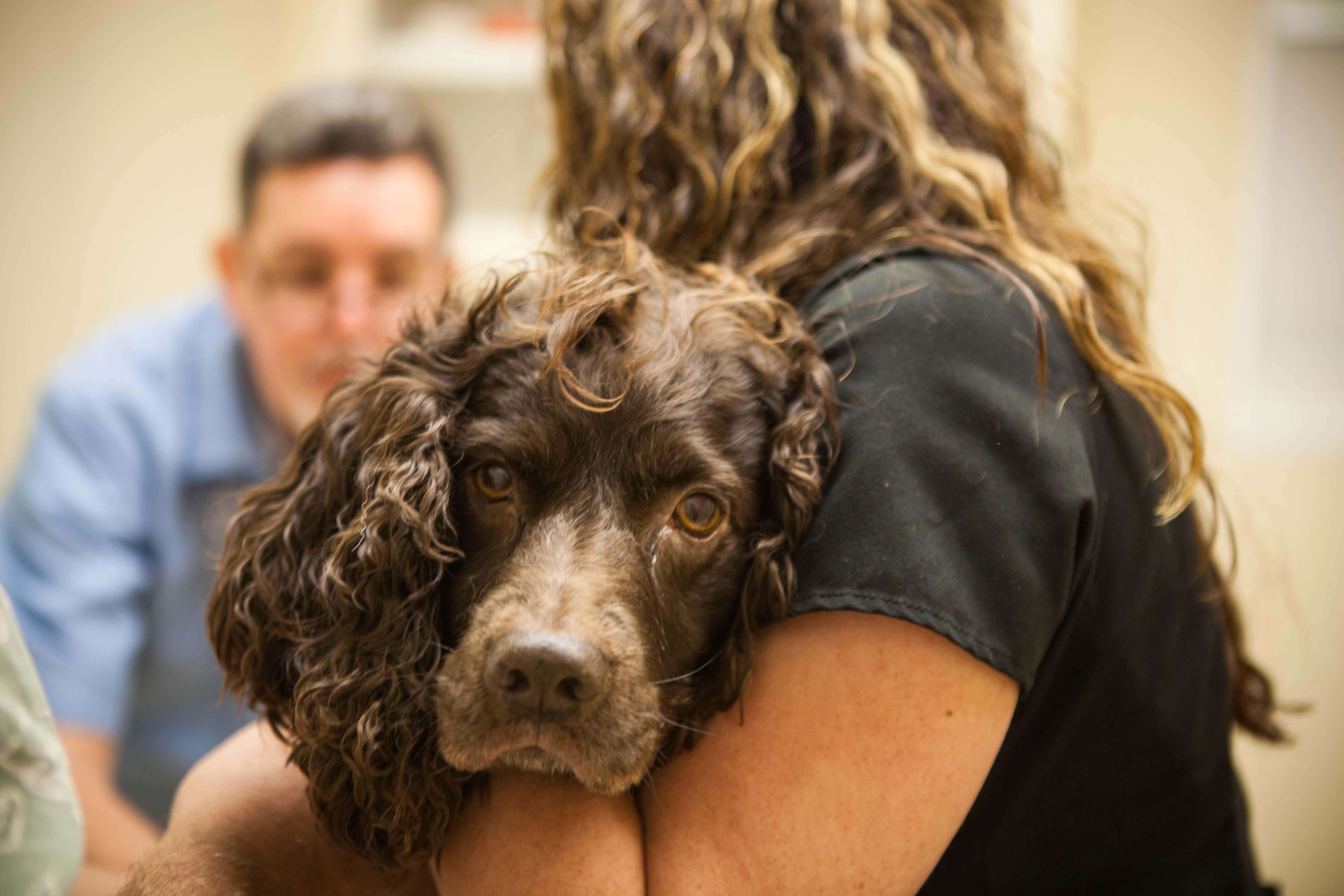 Sangaree Animal Hospital Photo