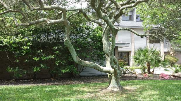 Images TNT Tree Service