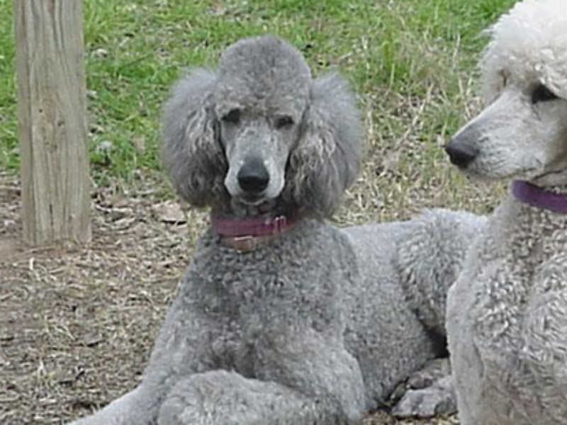 Images Mithril Standard Poodles