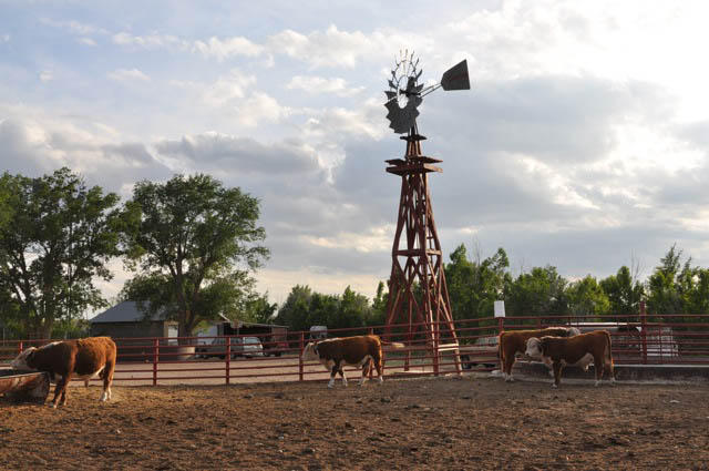Images New Mexico Beef Council