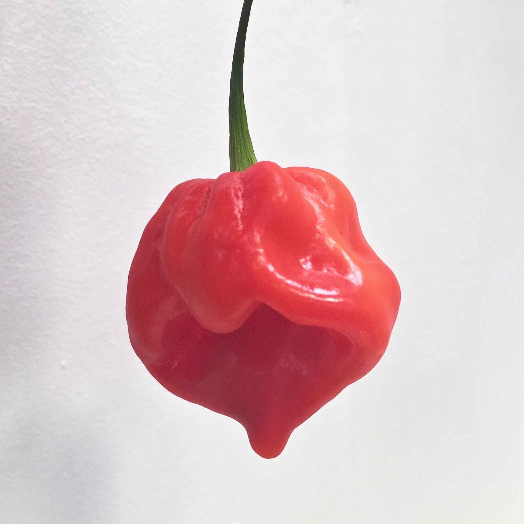 Images Chilli Mash Company