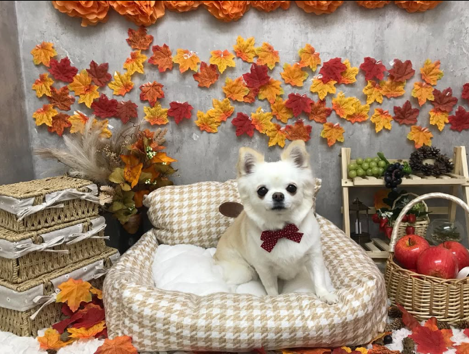 Images ペットショップ 犬の家