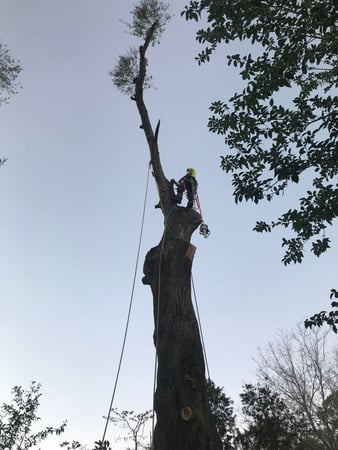 Images Klimb Pro Expert Tree Care