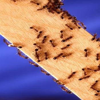 Pest Free Pest Control