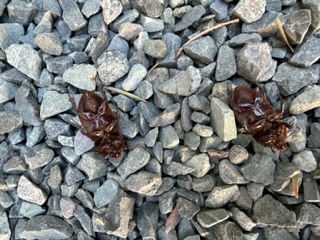 Images Aloha Tree Savers