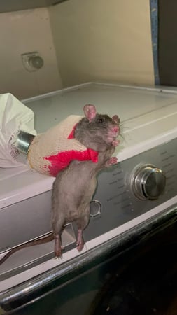 Images Green Rodent Restoration