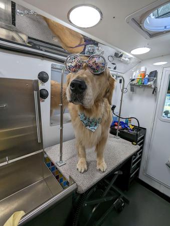 Images Kontota of Central Houston - Mobile Dog Grooming
