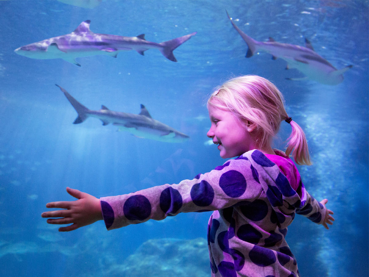 Come nose to nose with sharks, rays, green sea turtles and other underwater creatures at SEA LIFE, Michigan's largest aquarium and a top family attraction near Detroit!