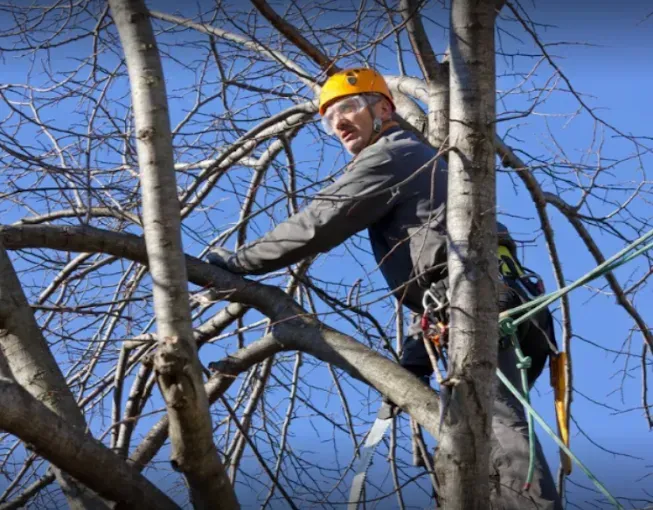 A professional arborist from Guy Jones, Inc. is safely positioned in a tree using climbing gear and helmet, performing pruning or trimming work on leafless branches under a clear blue sky.