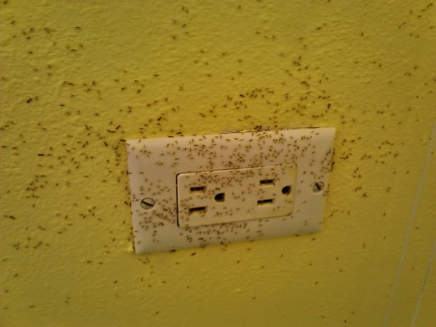 Images Pest Terminators Inc.