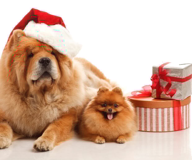 Images Great Outdogs