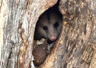 Big Toms Tree Service Logo