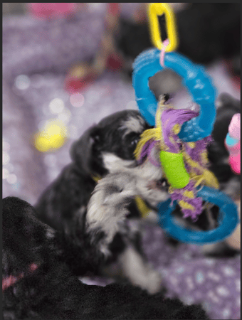 Images A'Lord Miniature Schnauzer