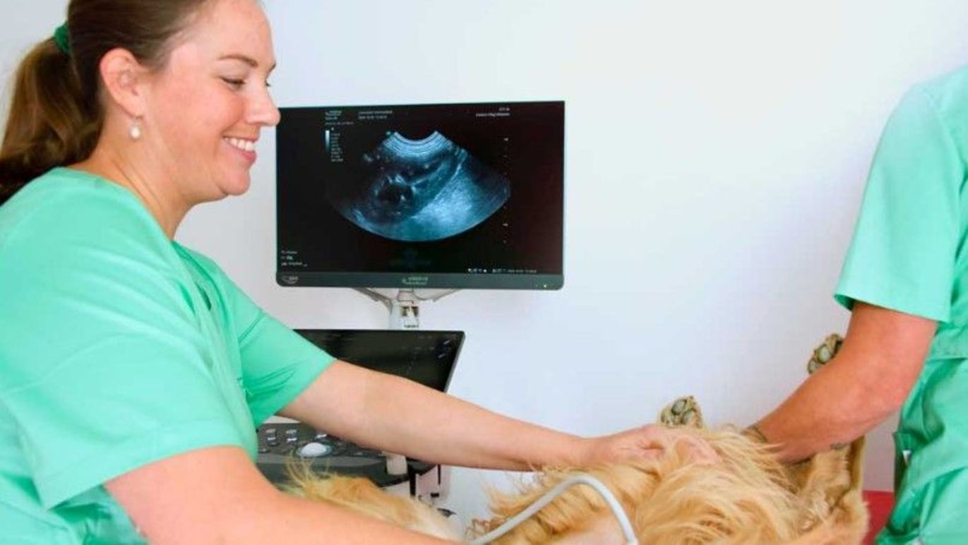 Images Mitt Hjärta Lorensdals Veterinärklinik AB