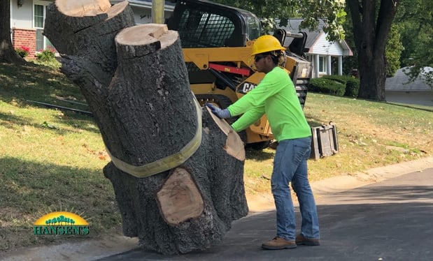 Images Texas Sun Tree Services
