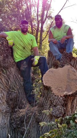 Images Affordable Tree Service