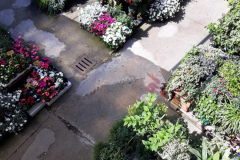 Images Novagri Garden