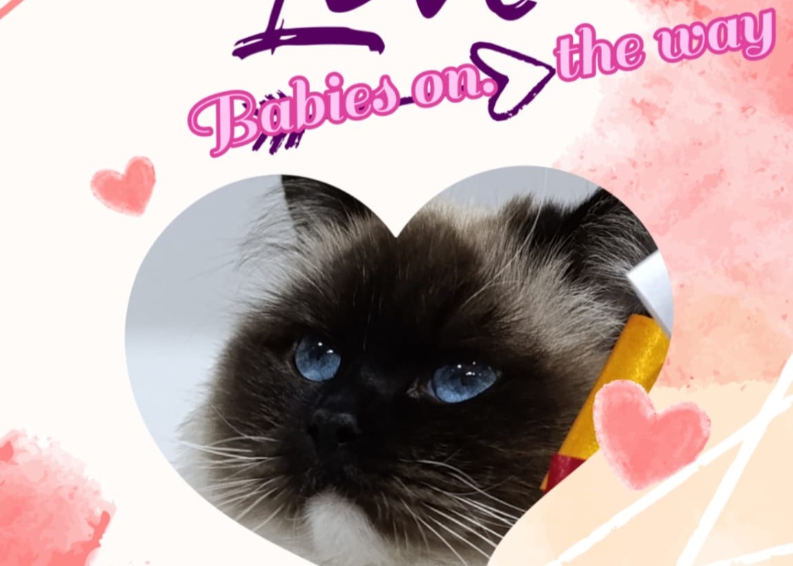 Images Ragdoll RagSweet