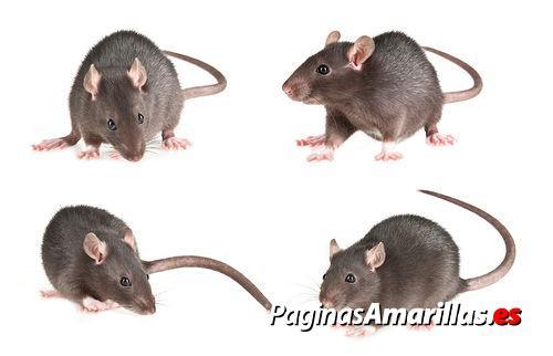 Images A.C. Plagues Urbanes
