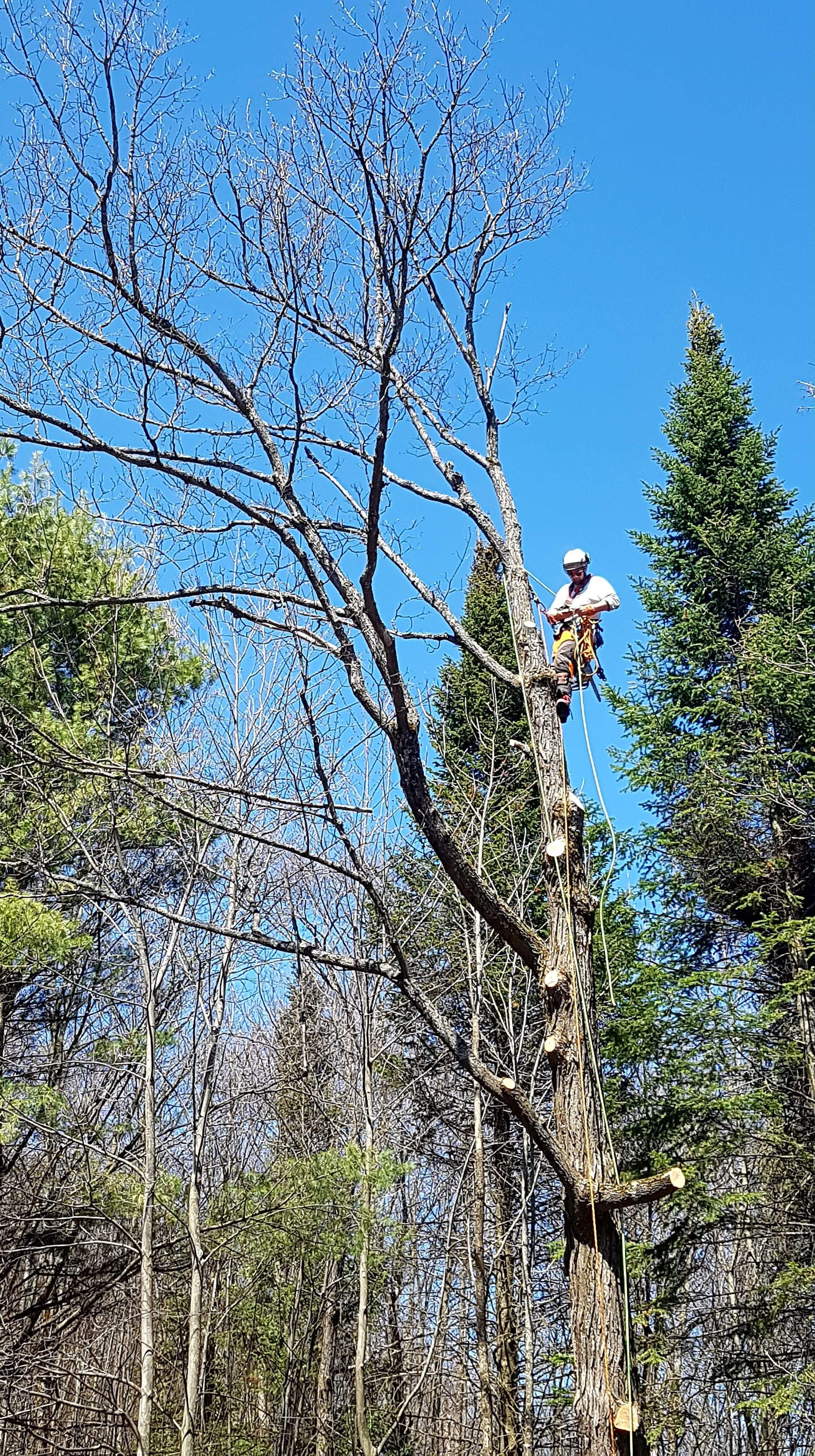 Images Élagage Frère d'Arbres