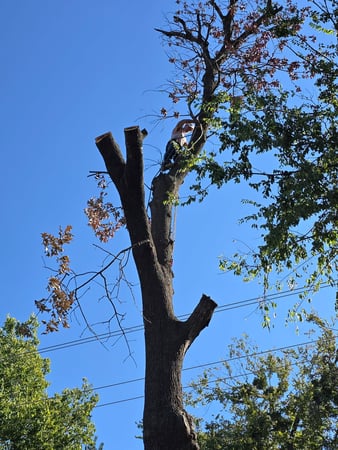 Images Busy Boy Tree Services