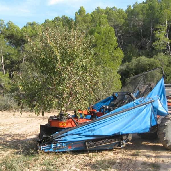 Images Sabores de Teruel - Venta de Frutos secos online