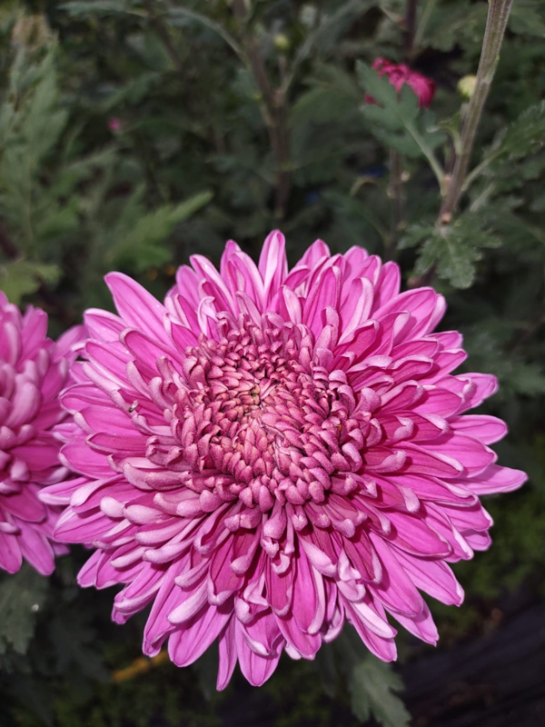 Images Isola Serena Floricoltura