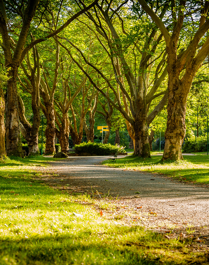 A park path lined with trees.