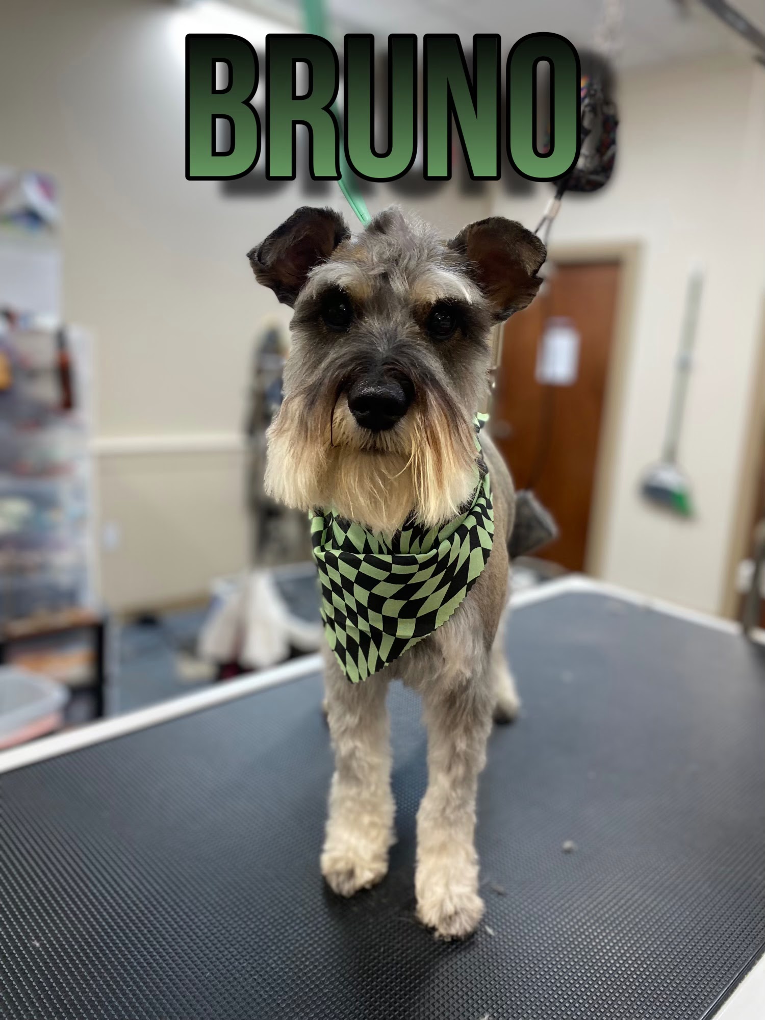 A miniature schnauzer named Bruno stands on a grooming table, wearing a checkered bandana.