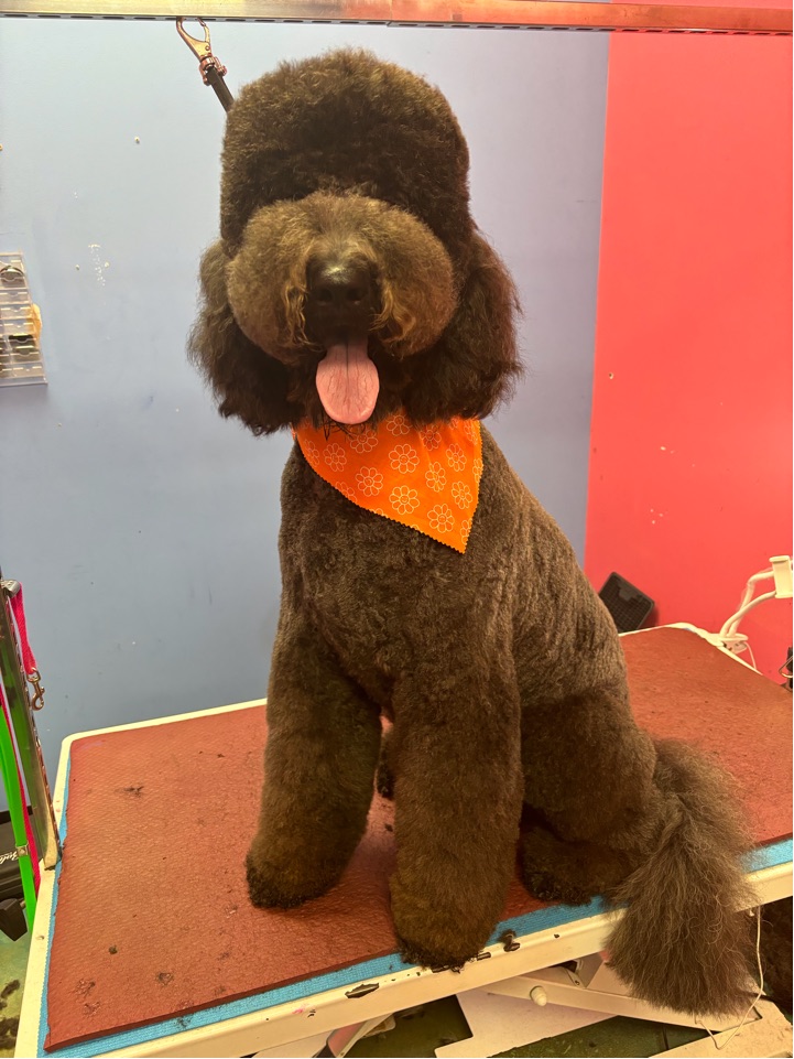 Doodle Me This Kingston and Hamilton LLC Image