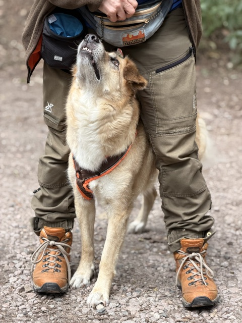 Hundeschule DogGeeks® TonCane: Online & Mobil, Voßbarg 23 in Seevetal