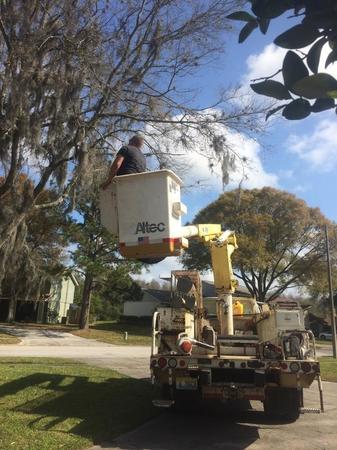 Images Miller Son Tree Service