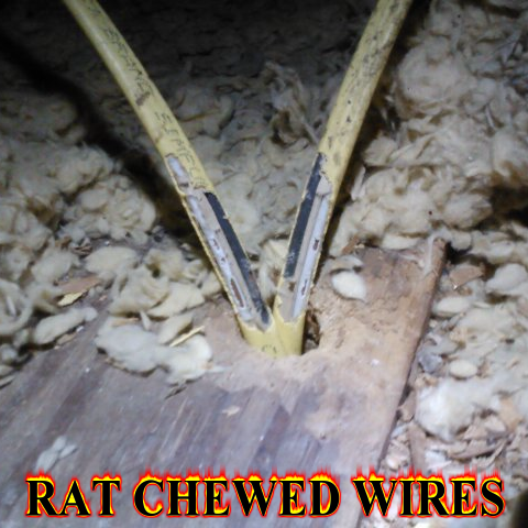 Rat chewed wires in the attic