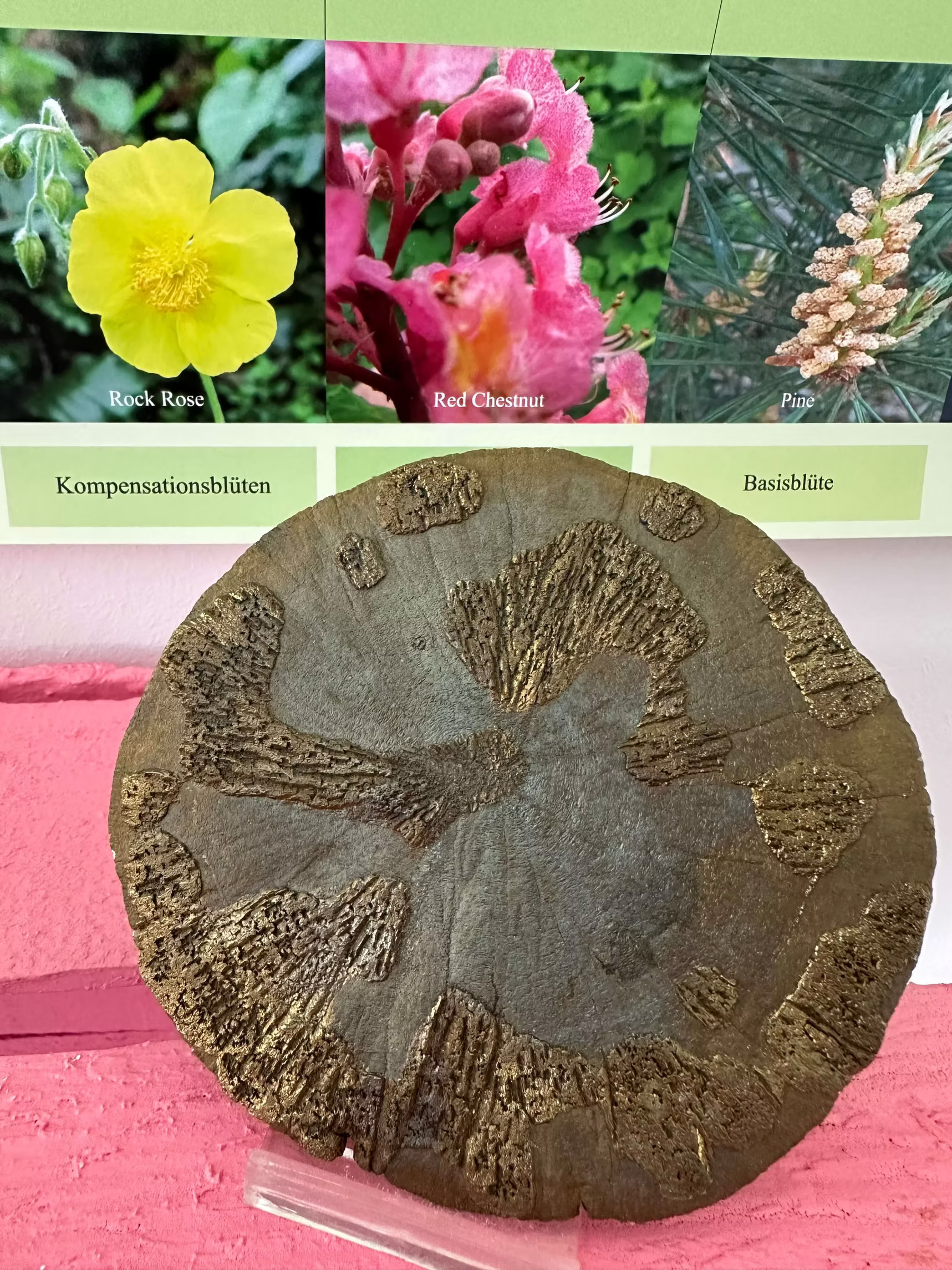 Bild 4 von Theresia-Cranio-Kinesiologie