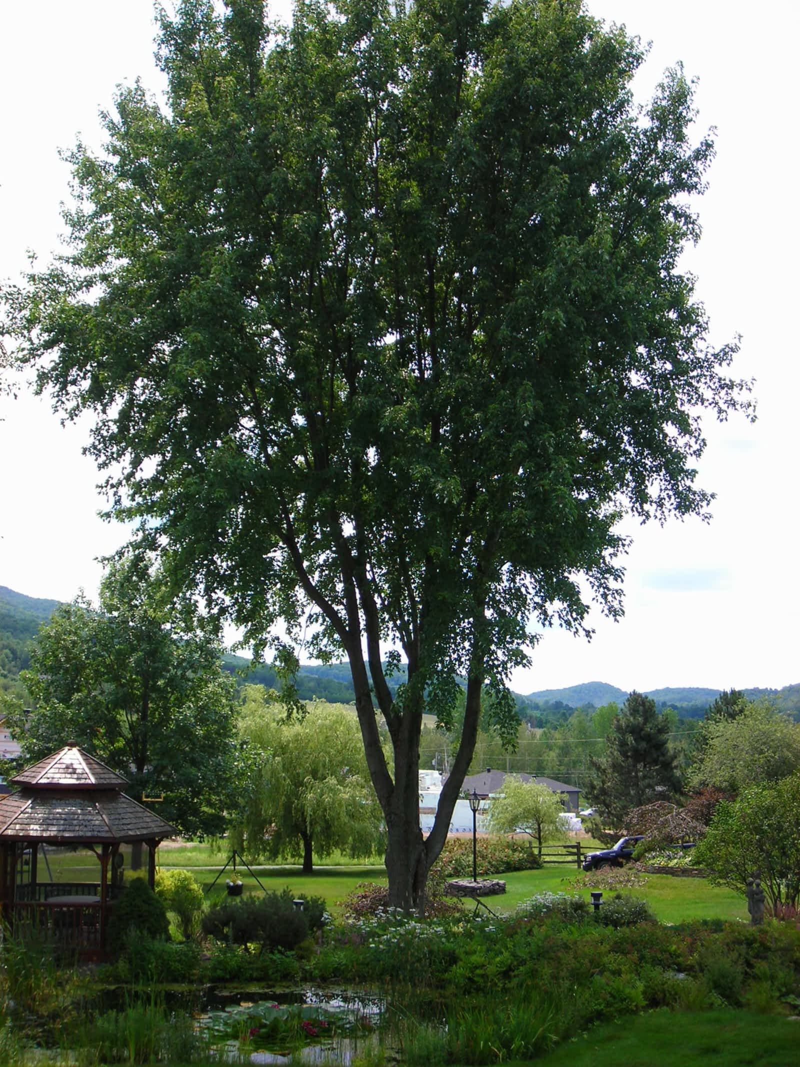 Images Canopée Service d'Arboriculture