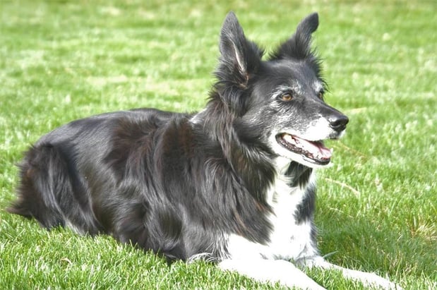 Images Idaho Dog Park