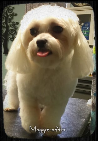 Images 4 Pawz Mobile Spa