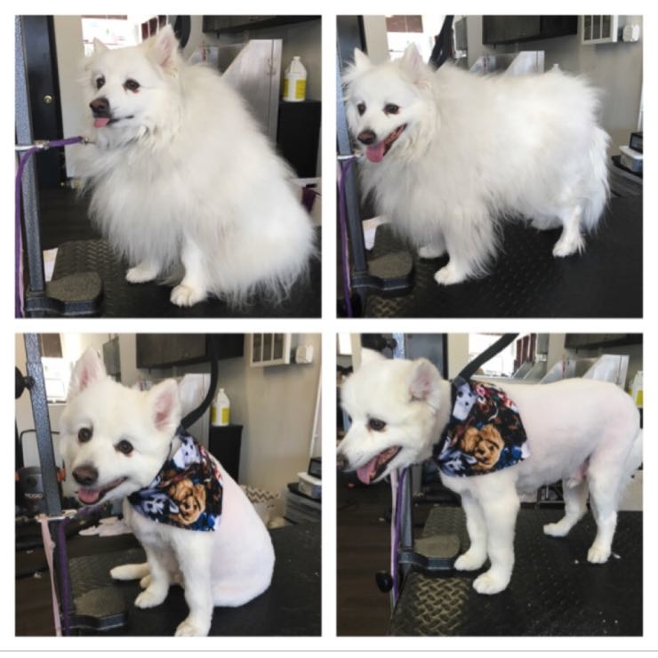 Lupo the American Eskimo 