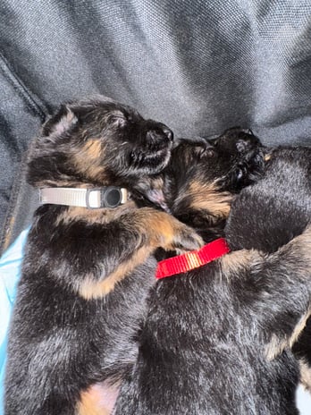 Images VanBlargan German Shepherds