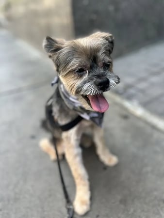 Images Joann's Pet City Grooming