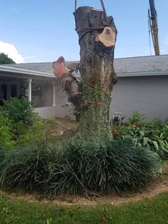 Images Olive Branch Tree Care